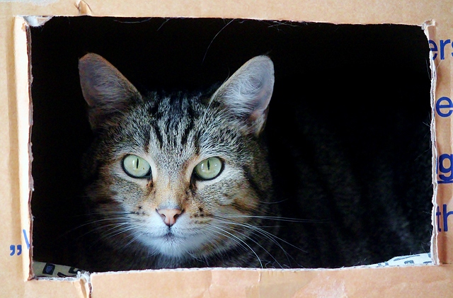 5.27.16.cat-in-the-box-5142x3390_101290