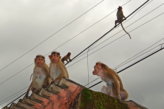 6.11.monkeys-on-roof-4828x3219_84986