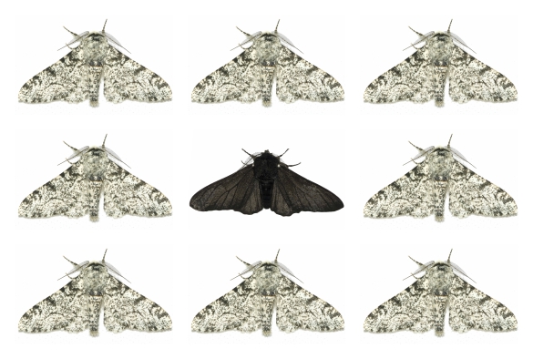 6.2.Moths-nature-image