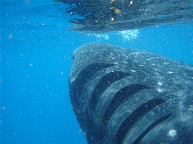 6.5.whale shark gills. Jaontiveros